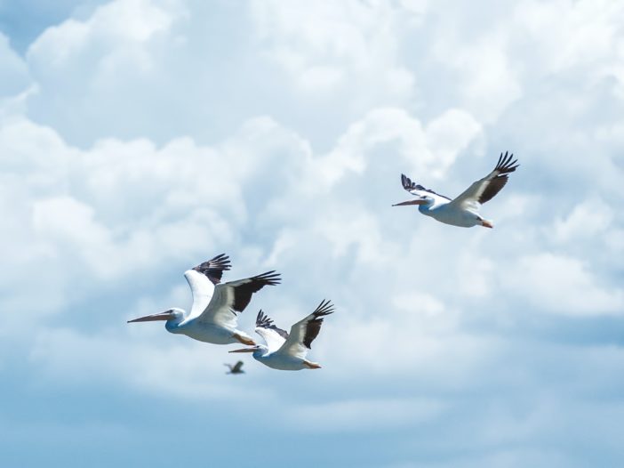 flying white birds under cloudy sky