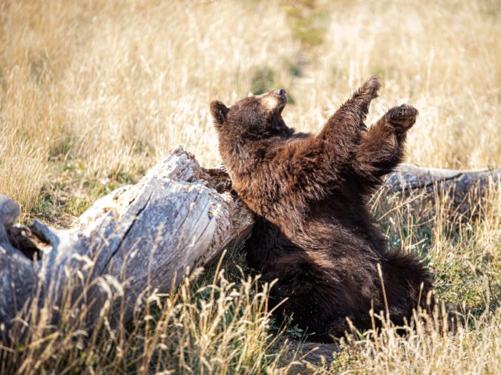 brown bear on green grass during daytime