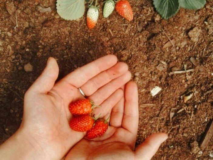 strawberries on persons hand